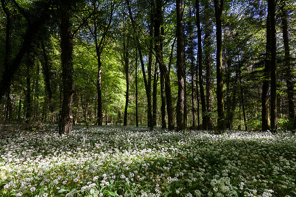 Wild Garlic Garryhinch