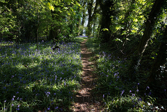 The Bluebell Path