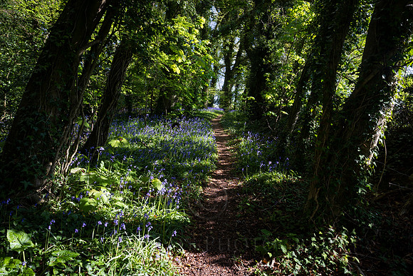 Rathleash Bluebells