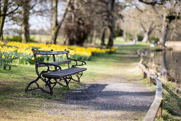 Daffodils Seat 1