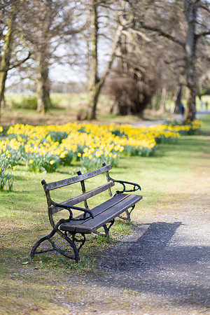 Daffodils Seat 2