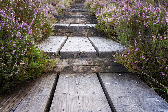 The Wild Heather Steps
