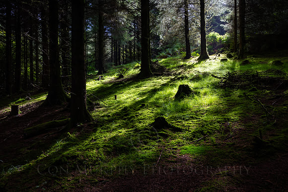 Morning Light On The Ridge Of Capard