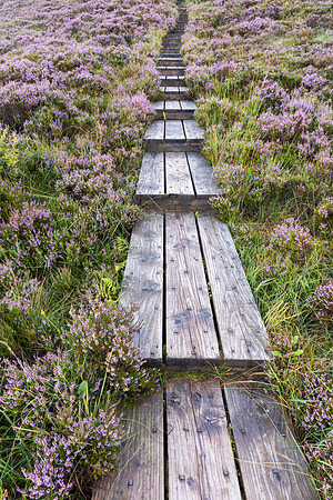 The Purple Walk, Ridge Of Capard
