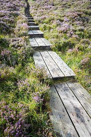 The Board Walk, T he Ridge Of Cappard